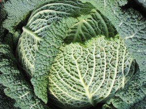 renal diet food list