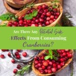 Fresh harvested red cranberries in wooden bowls