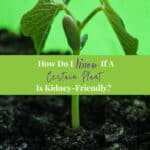 A green string bean vegetable plant seedling and leaves sprouting