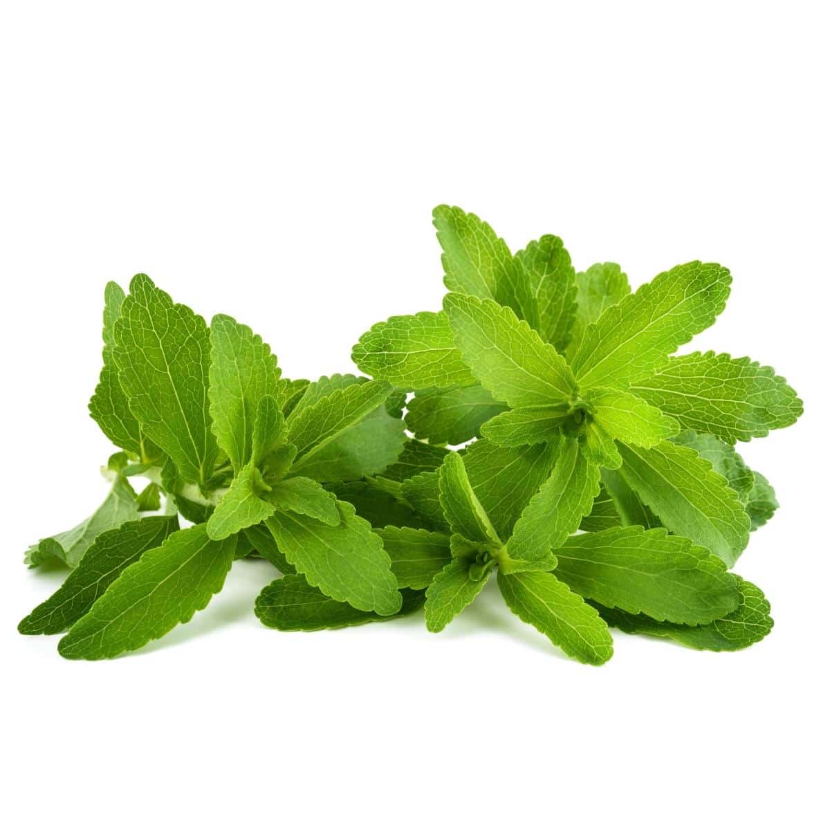 Fresh leaves of Stevia 