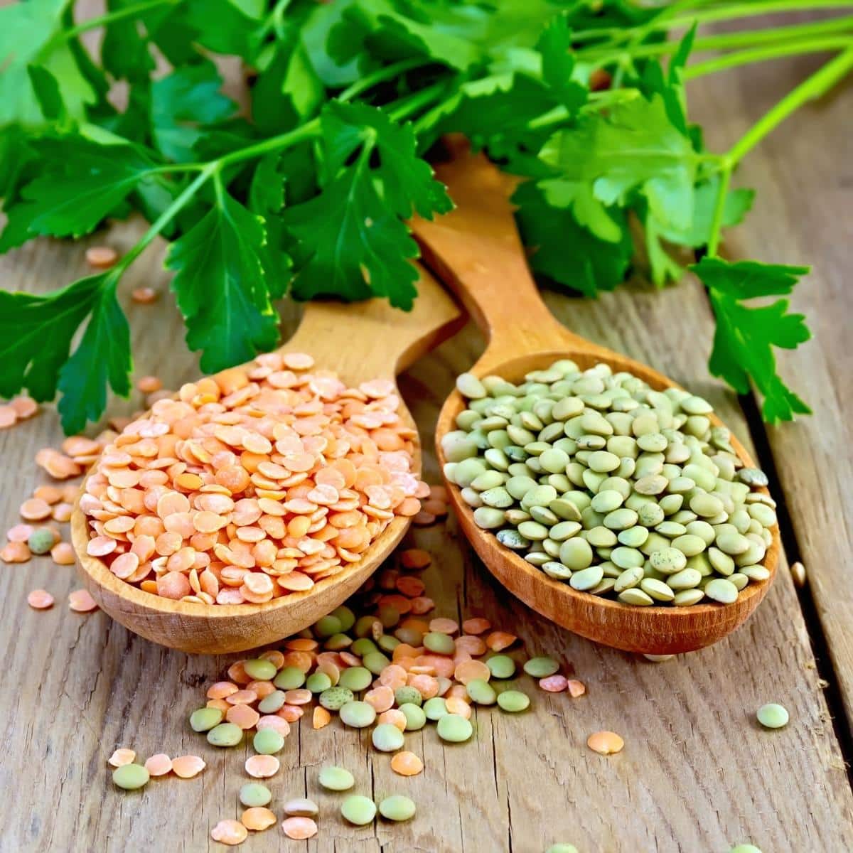 Lentils red and green in spoons with parsley