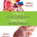 Model of human kidney and heart showing disease.