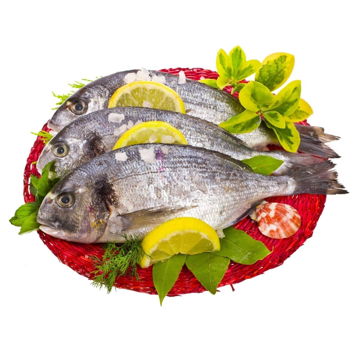 Fresh fish bream