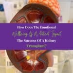 Human kidney model in laboratory