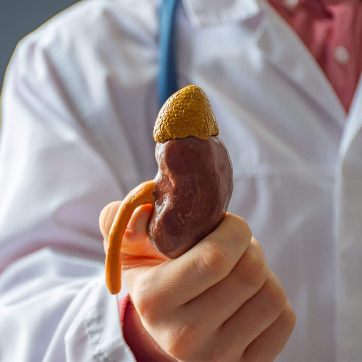Doctor holding anatomical model of kidney.