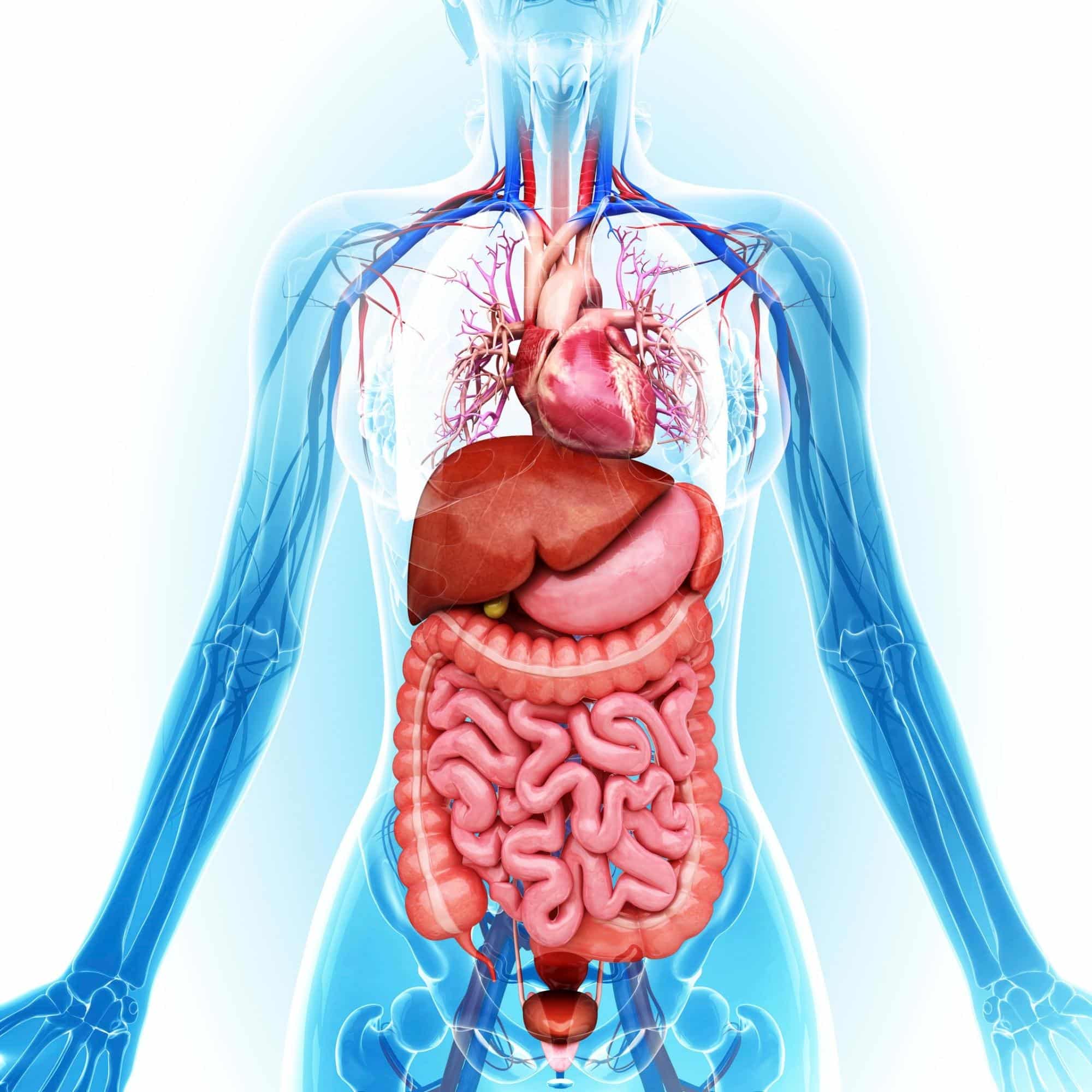 Atomic structure of the human body, illustration.