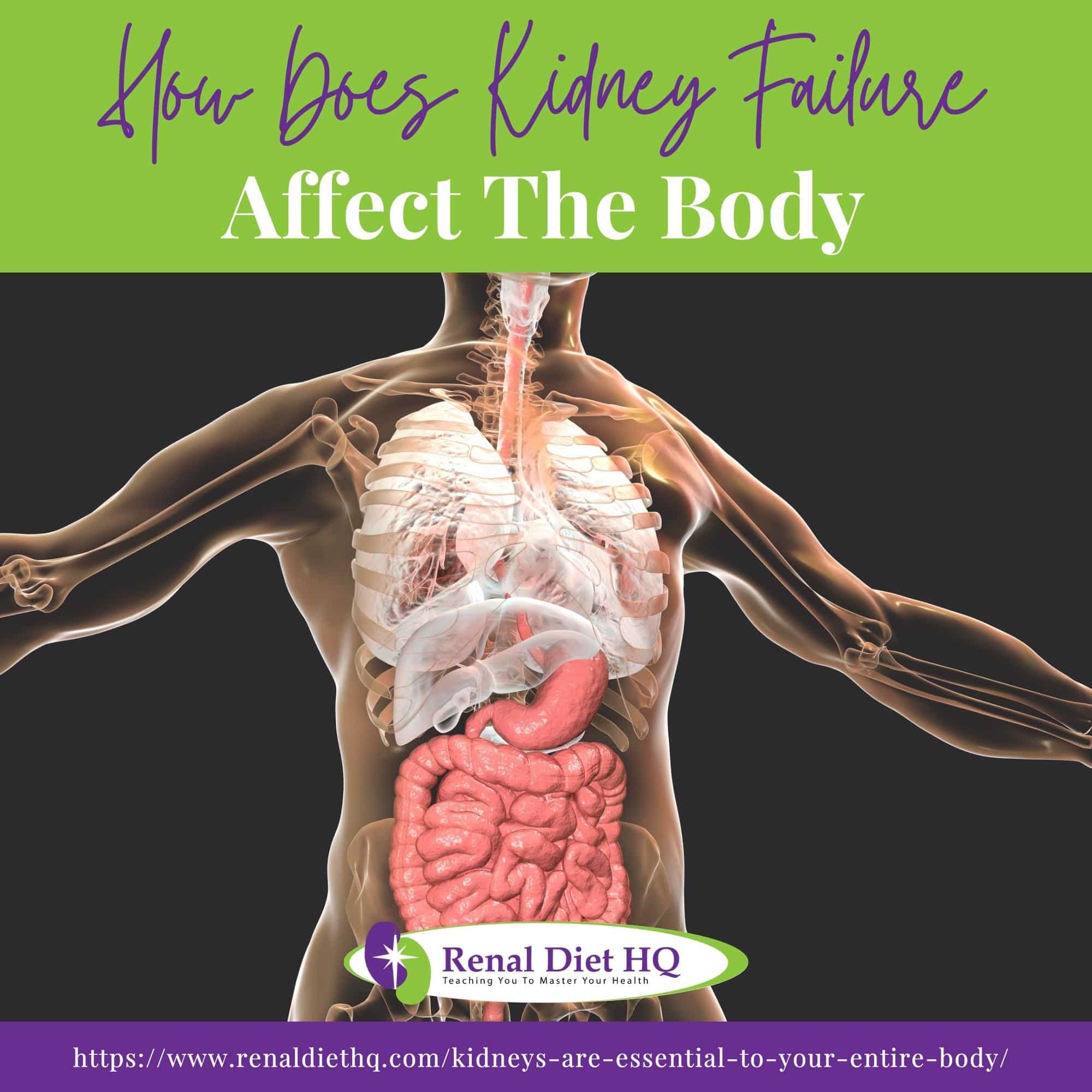 Human internal organs and body. illustration