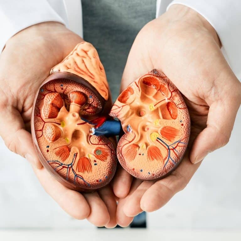Urologist showing an anatomical model of kidney
