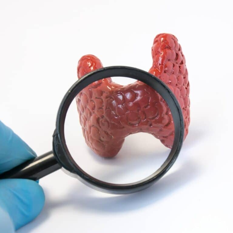 Doctor holding magnifying glass and through it examines of model of thyroid gland, conducting diagnostics for disease