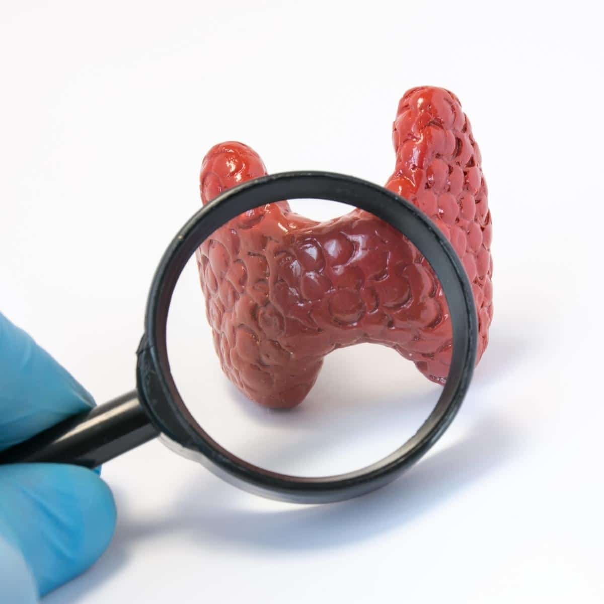Doctor holding magnifying glass and through it examines of model of thyroid gland, conducting diagnostics for disease