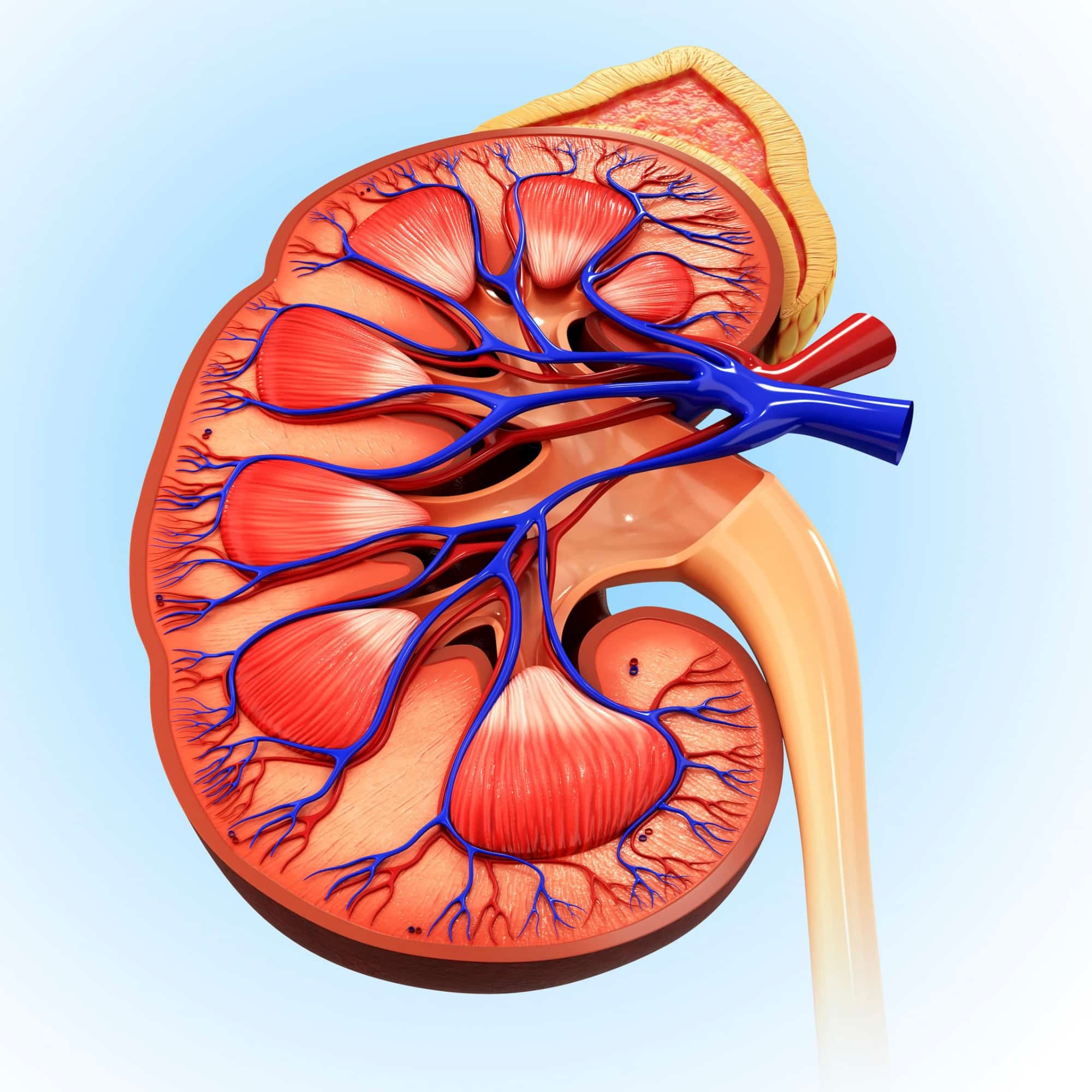 an illustration of the human kidney