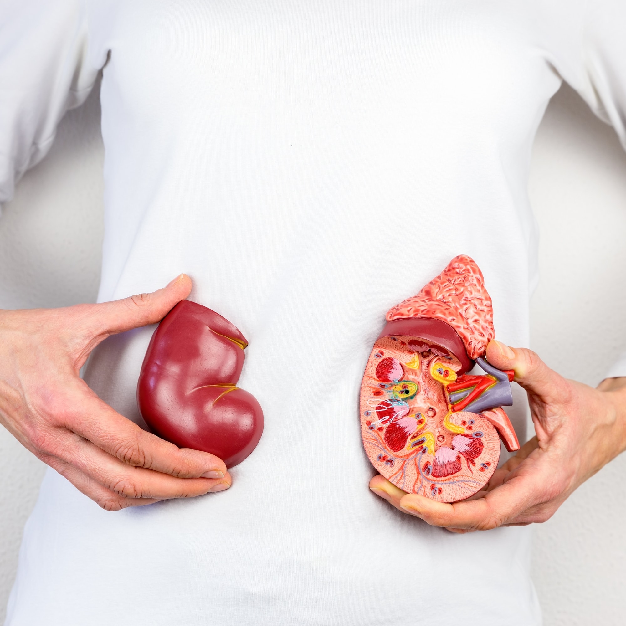 Hands-holding model of human kidney organ at body