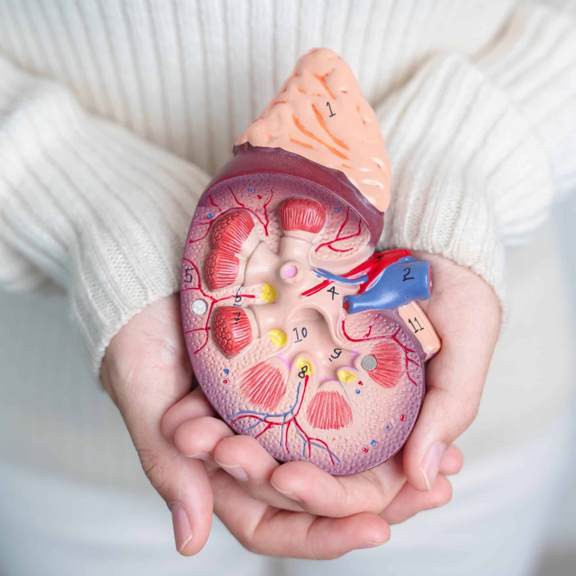 woman holding Anatomical human kidney Adrenal gland model.
