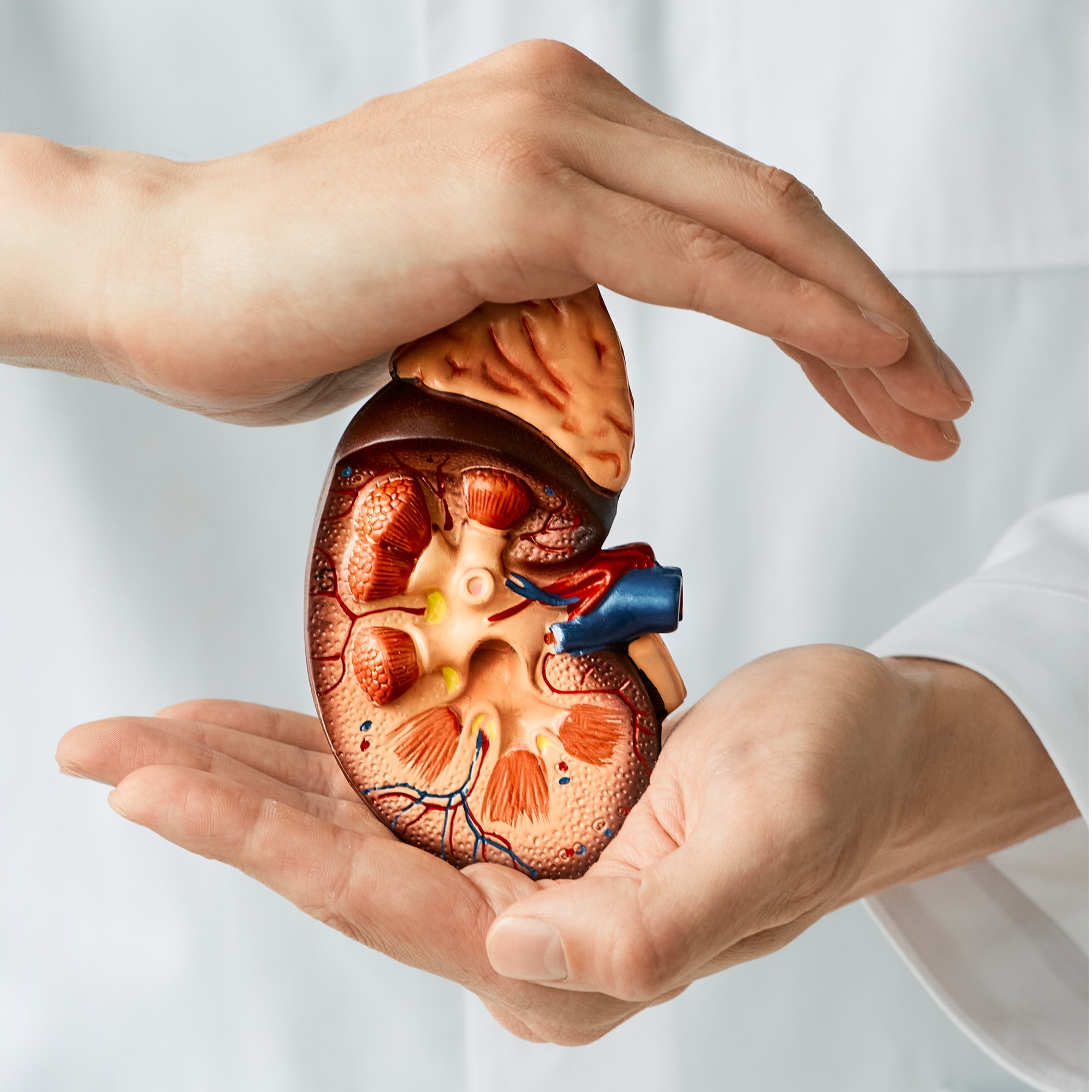 a person in a white lab coat holding a model of a human heart