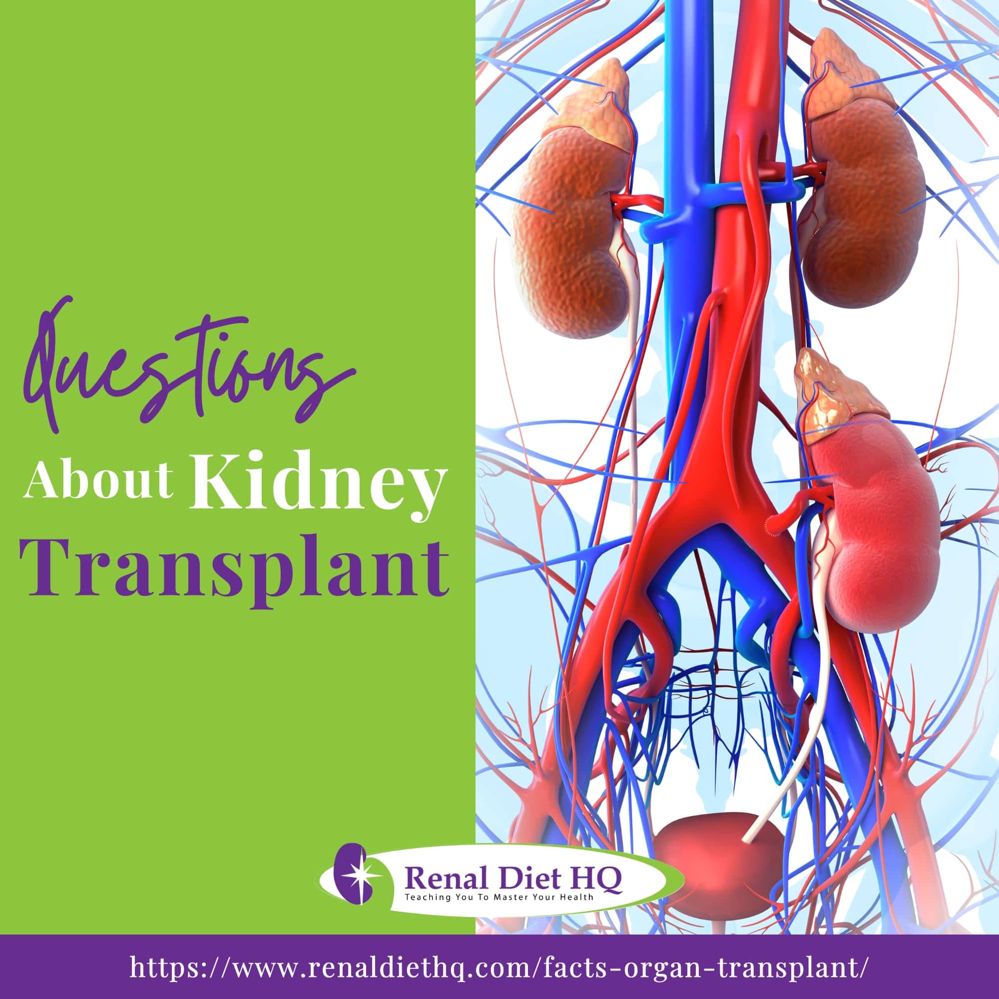 an illustration of the urinary system and kidney