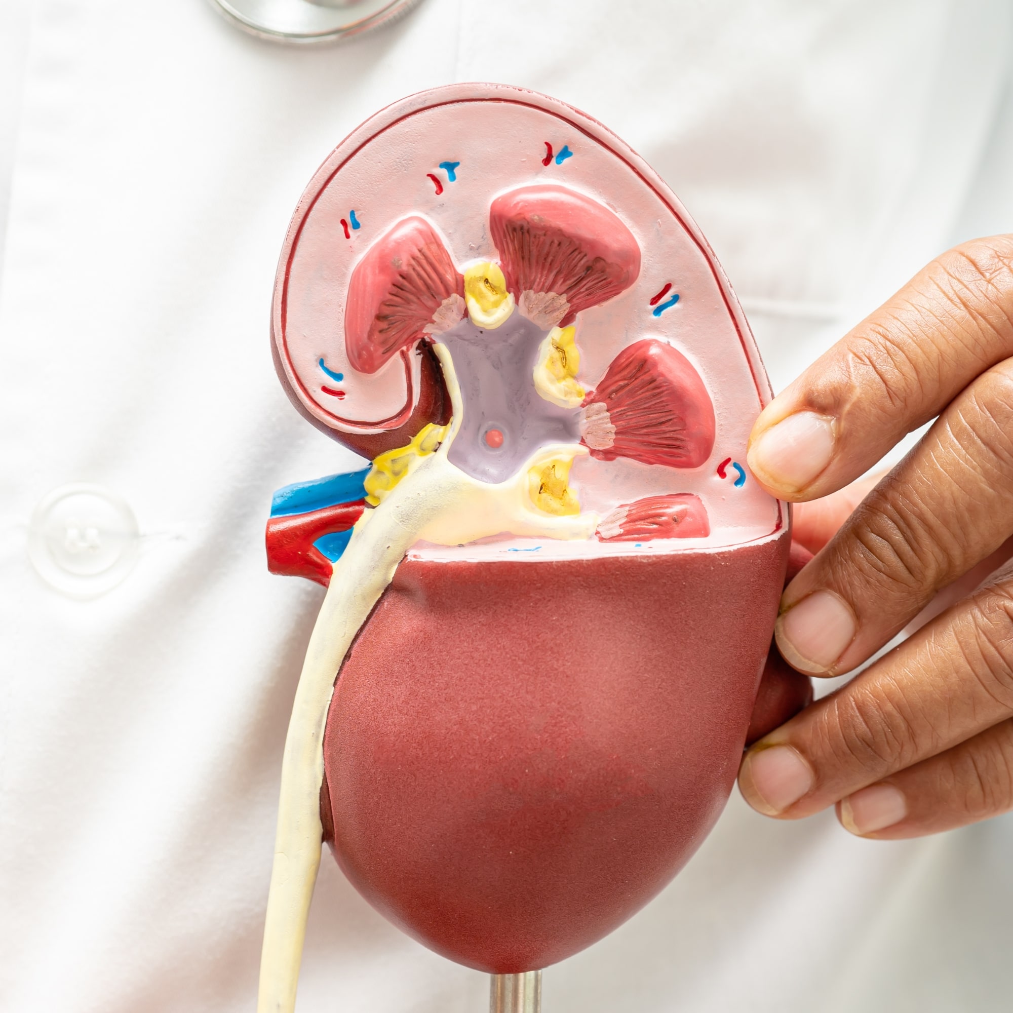 a doctor is holding a model of a human kidney