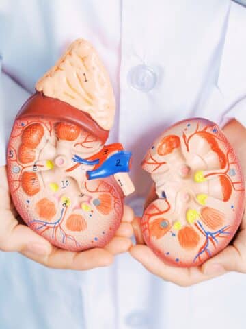 Doctor holding Anatomical kidney Adrenal gland model.