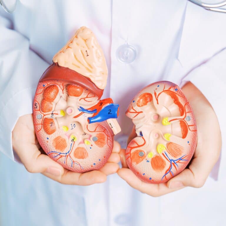 Doctor holding Anatomical kidney Adrenal gland model.