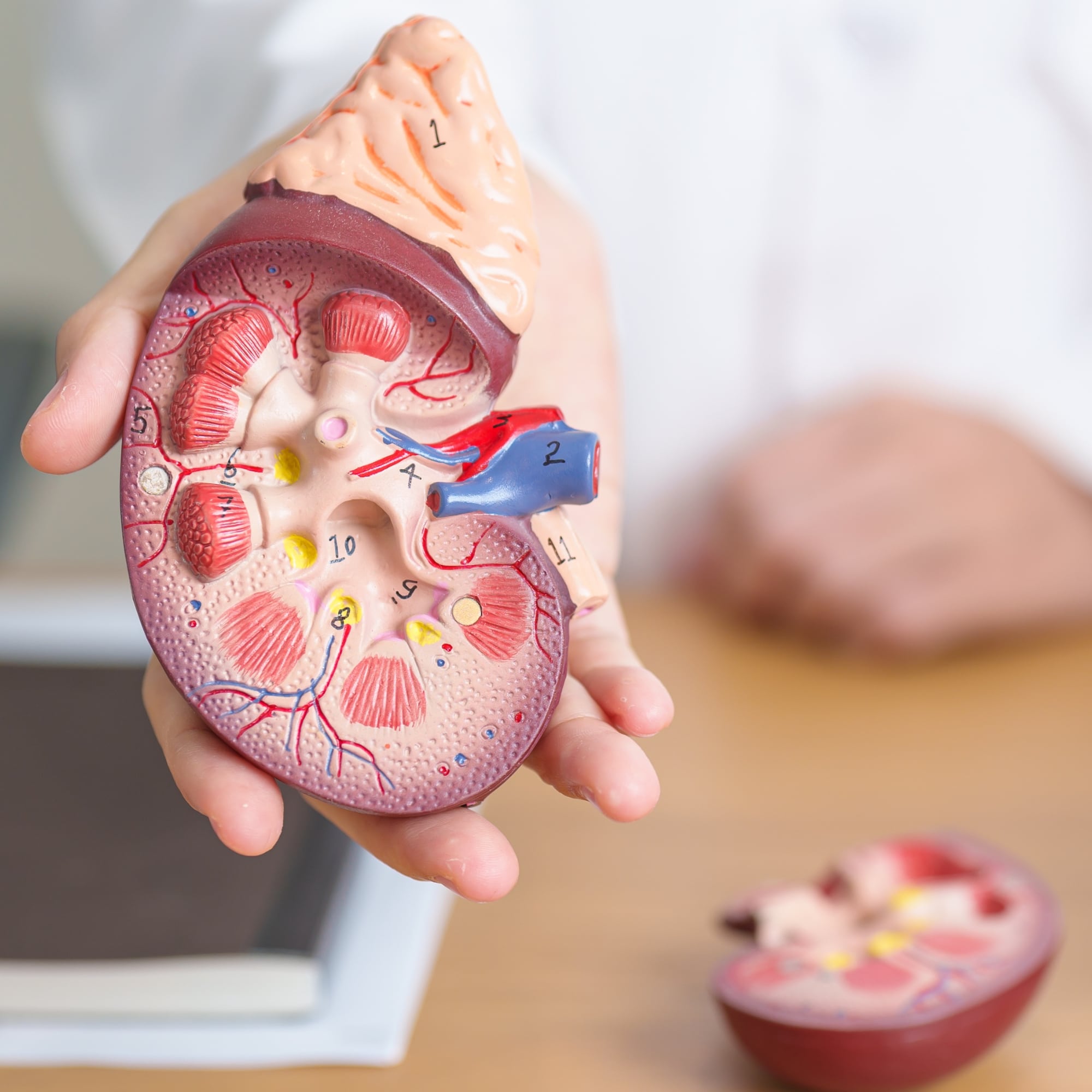 a doctor is holding a model of a human kidney