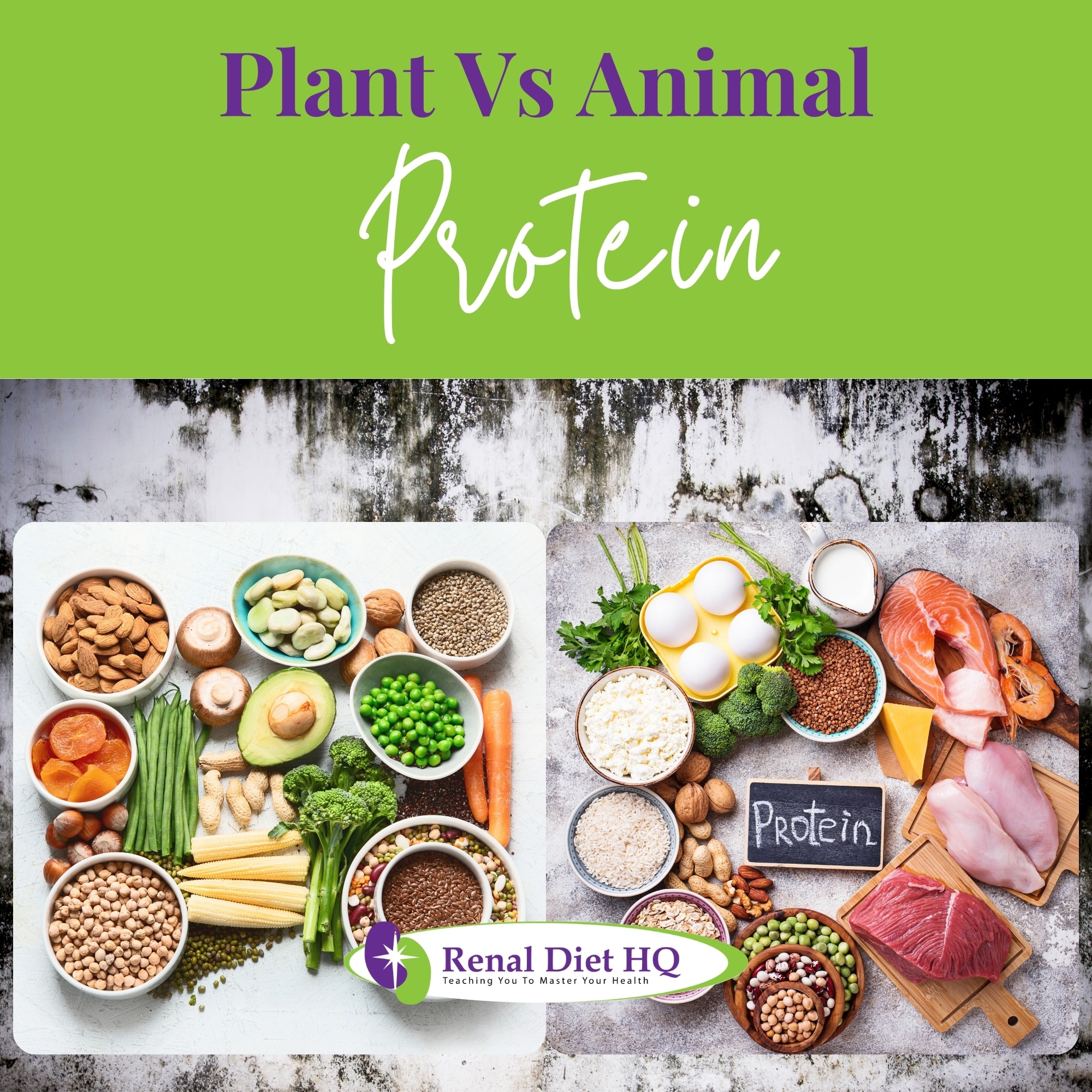 Plant and Animal Protein